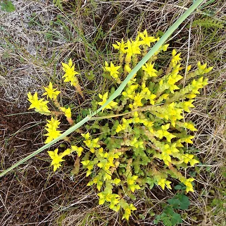 بيت ضيافة Frugga Og Straumsjoen